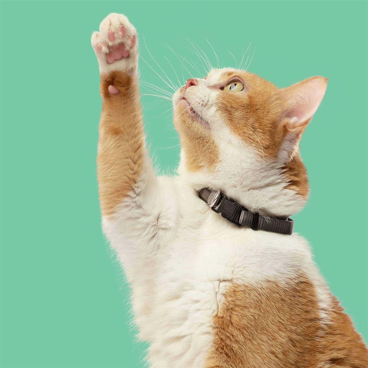 Chicken with Lentils & Salmon Dry Cat Food U822022