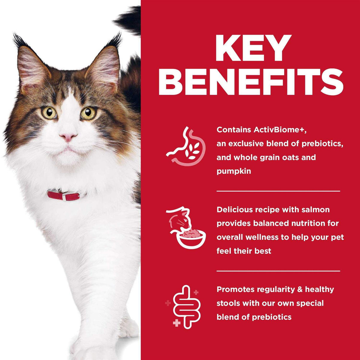 Adult Cat Dry Food Salmon R140434