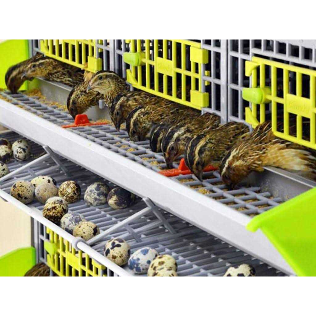 Partridge Cage 1 Layer W738360
