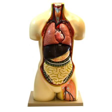 Human Torso Model I614