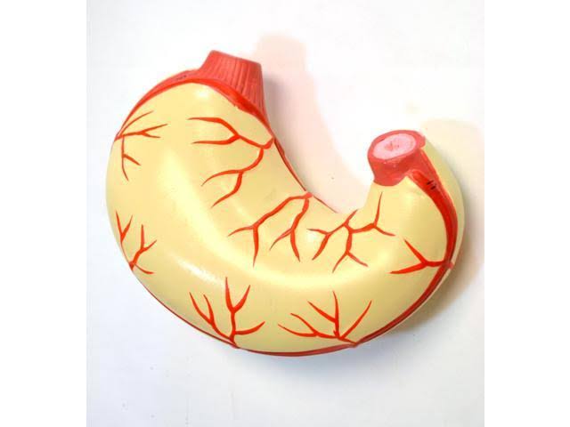 Human Torso Model I614
