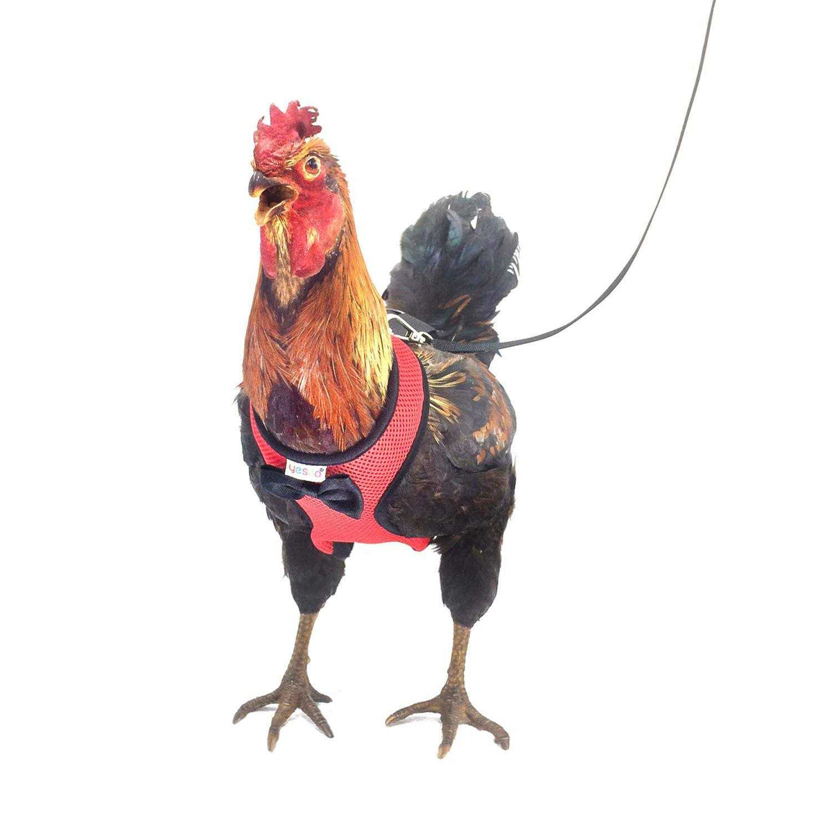 Chicken Harness with 6ft Leash N3586