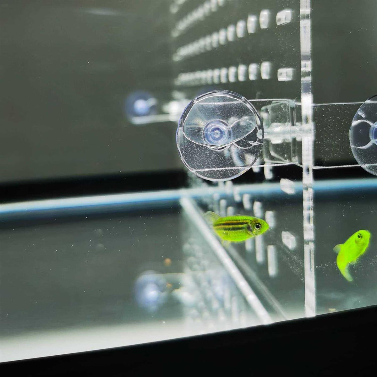 Clear Aquarium Divider with Suction Cups Q9017