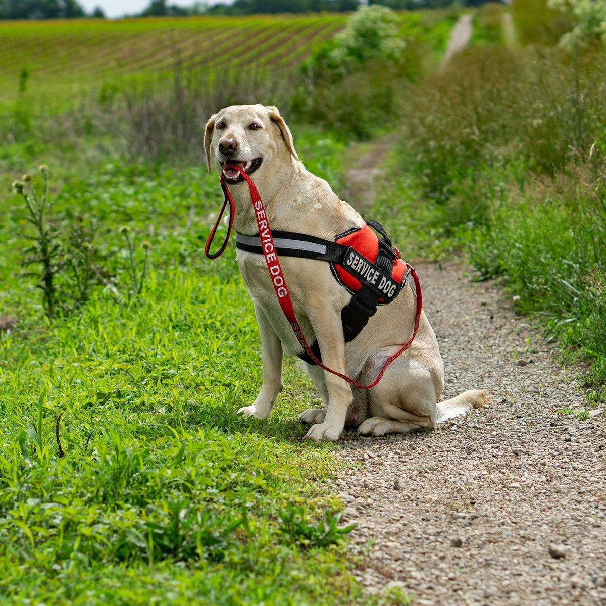 Emotional Support Dog Leash Wrap with Neoprene Handle E71235