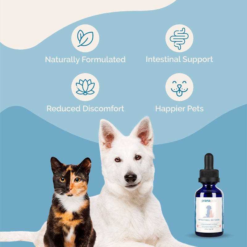 Herbal Dewormer for Dogs T207