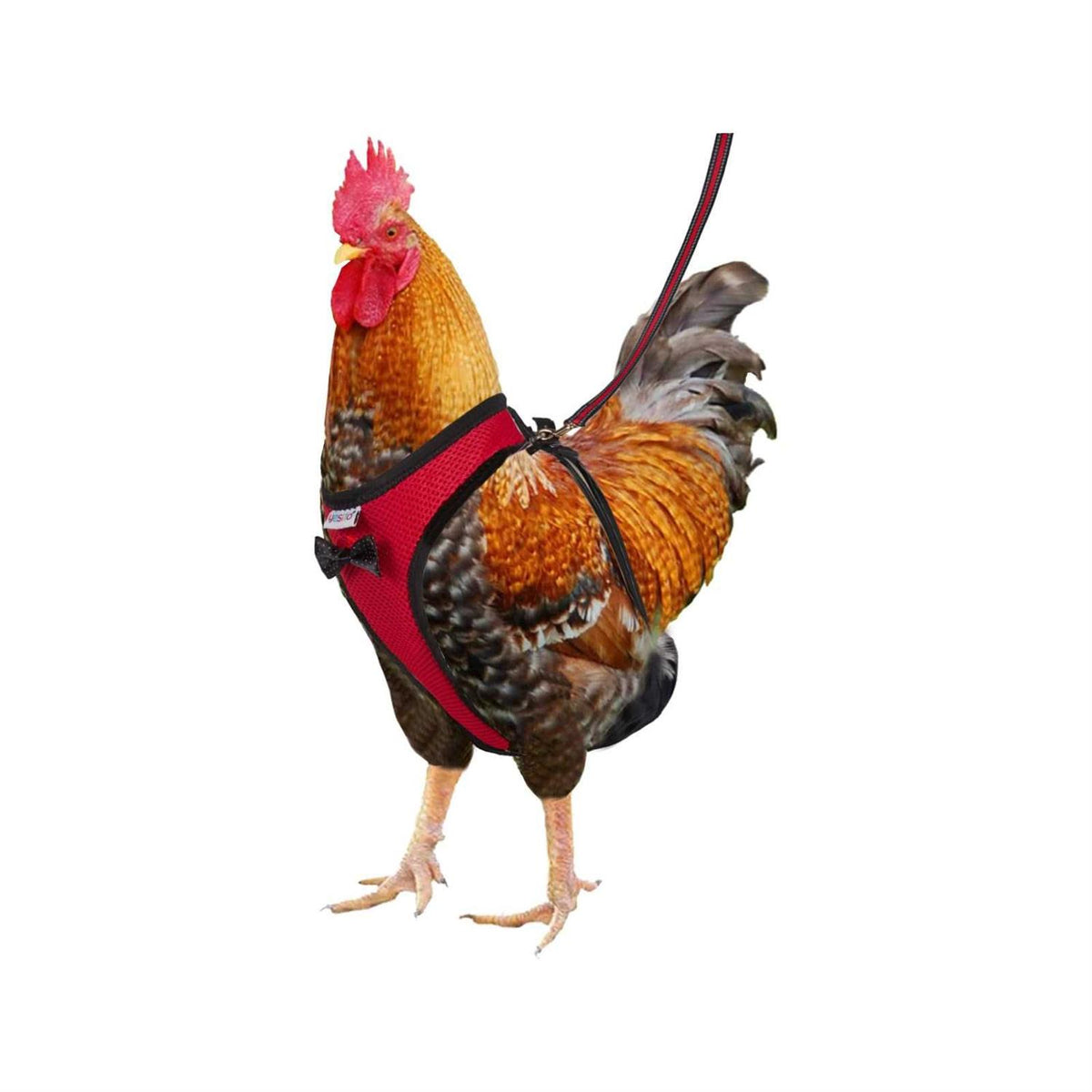 Chicken Harness with 6ft Leash N3586