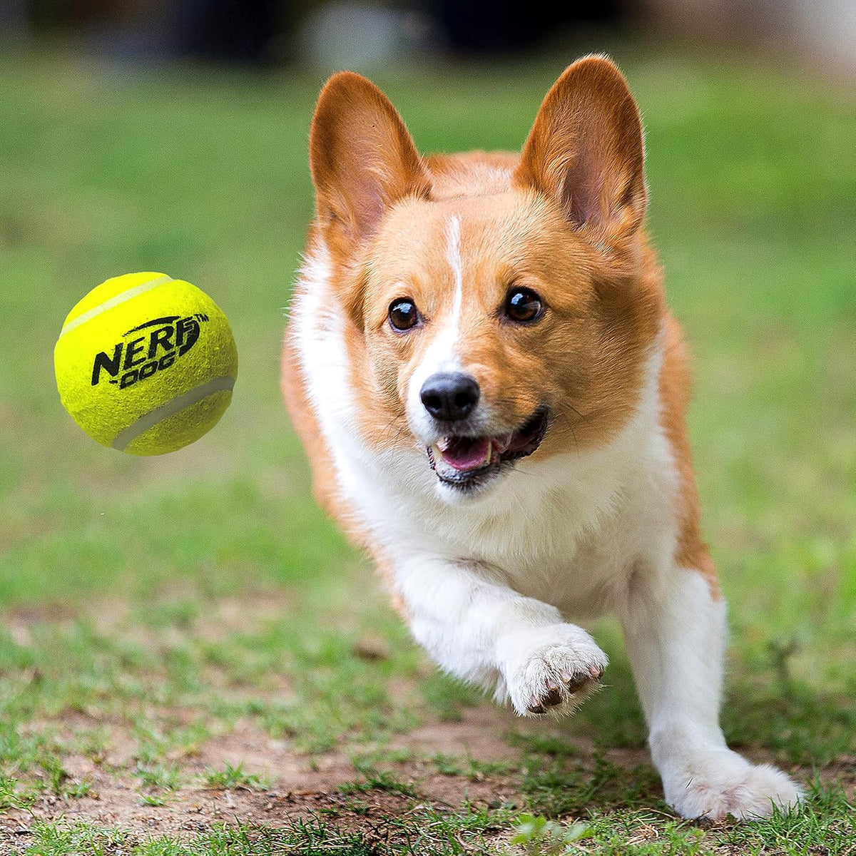 Tennis Ball Blaster Dog Toy D931101