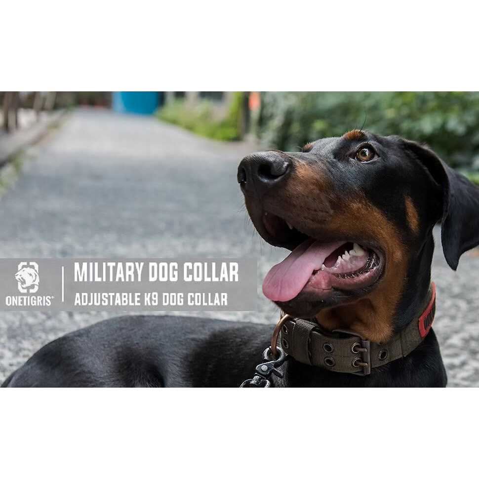Adjustable Dog Collar with Metal D Ring Buckle J24571