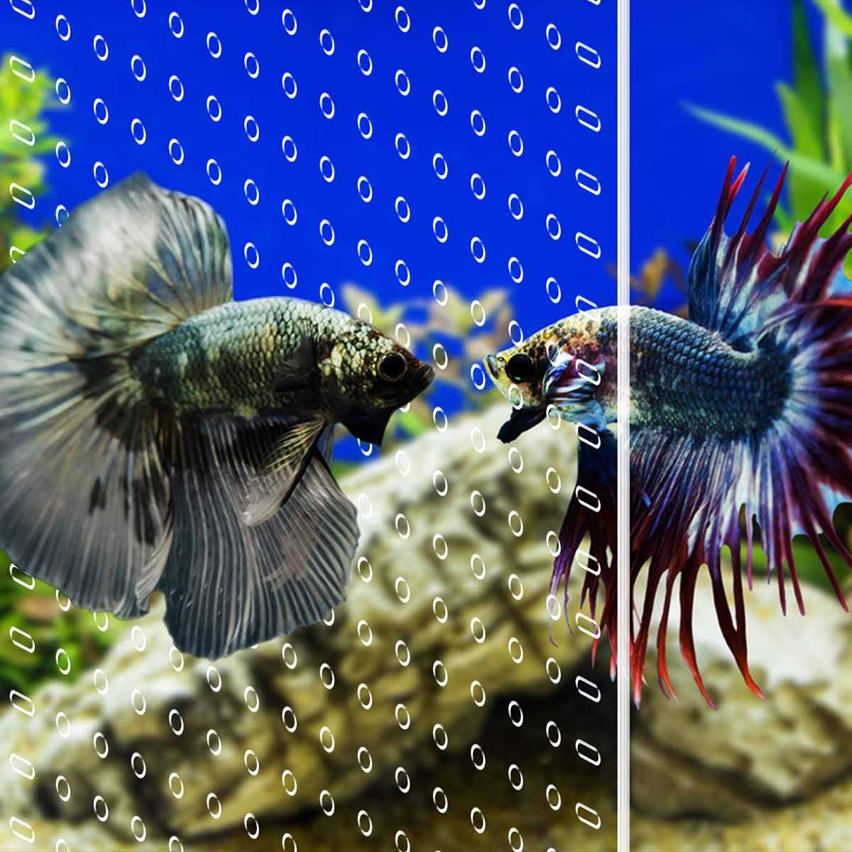 Clear Aquarium Divider with Suction Cups Q9017
