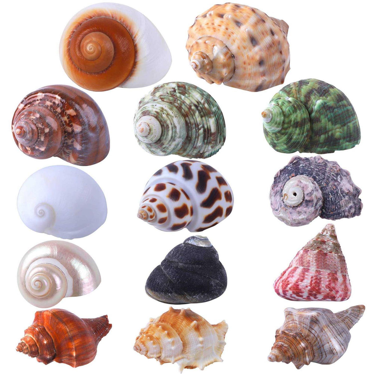 Natural Hermit Crab Shells 14Pcs J359