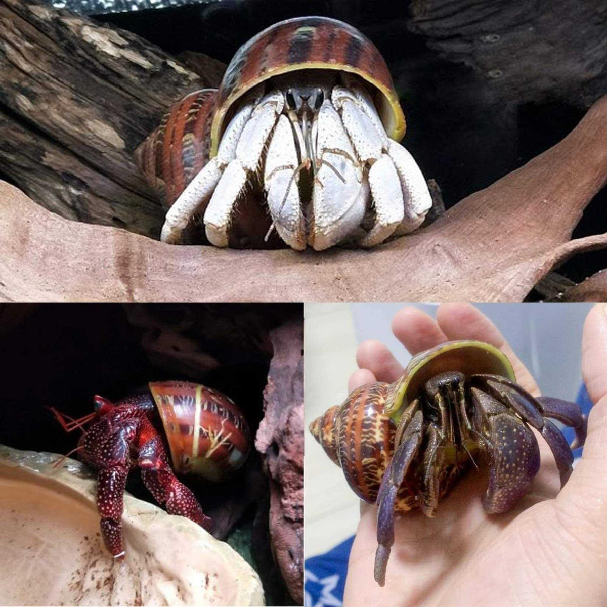 Natural Hermit Crab Shells 14Pcs J359